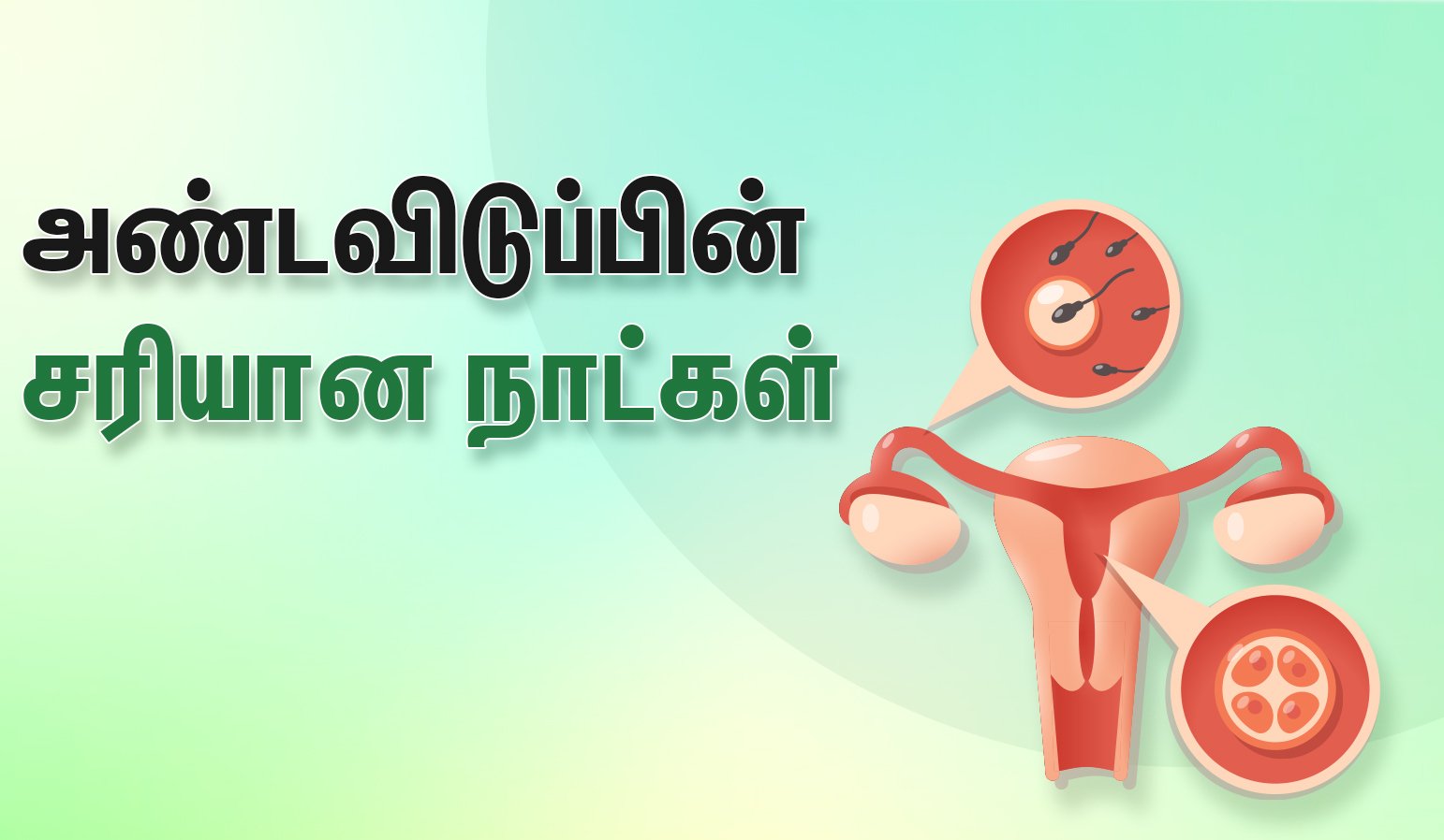 ovulation day