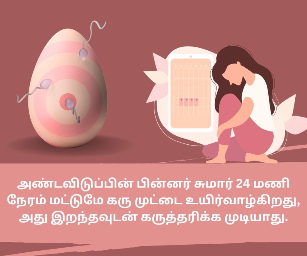 கர்ப்பம் தரிக்க சிறந்த நேரம் எது? 4 Ovulation and conception
