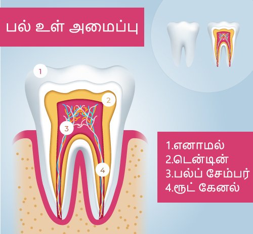 பல் வலியில் இருந்து விடுபட எளிய வழிகள்! 2 Teeth Anatomy