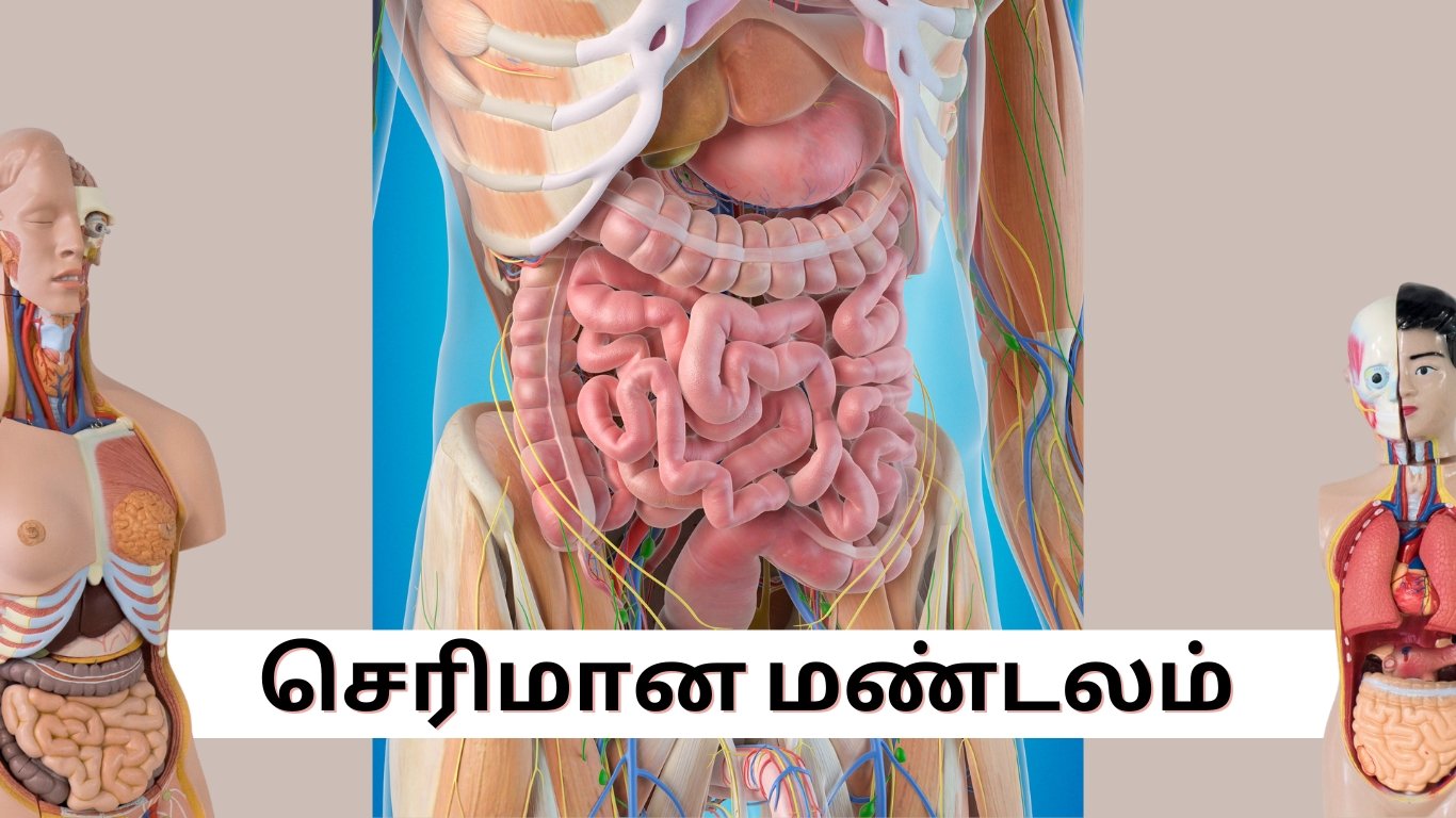 digestion process